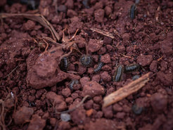 Larven von Lagria villosa fressen verrottendes Pflanzenmaterial am Boden