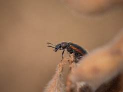Adult Lagria villosa sitting on top of a soybean plant