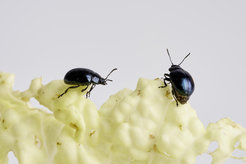 Two mustard leaf beetles (Phaedon cochleariae) feeding on cabbage. Beetle lines that no longer had pectinases after CRISPR-Cas9 genome editing were not able to degrade plant cell wall pectins. Their growth and survival was severely impaired.