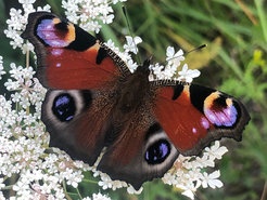 Ein Tagpfauenauge (Aglais io) hat auf der Oberseite jedes Vorder- und Hinterflügels Augenflecke, die Betrachtende anzuschauen scheinen.