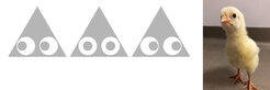 Predatory chicks and artificial peacock eyes in a behavioral experiment.