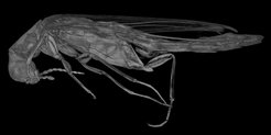 Microtomography of an Elateroides dermestoides beetle.