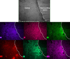 Visualization of elements within a gallery of Xyleborinus saxesenii using the mapping function of the SEM-EDX. From Lehenberger et al., Frontiers in Microbiology (2021).