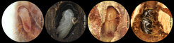 Different developmental stages of Ips typographus.