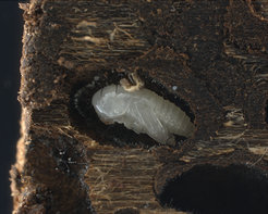 During pupation, spore-forming structures grow along the walls of the pupal chamber and are available to beetles as a potential source of nutrition upon eclosion.