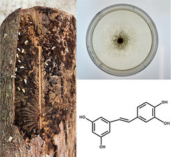Borkenkäfer und symbiotischer Pilz
