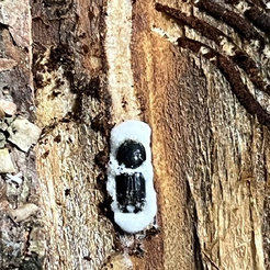 Ips typographus contaminated by Beauvaria bassiana.
