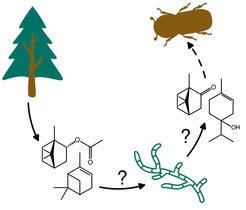 Chemische Interaktionen von Fichte, Borkenkäfer und Pilz