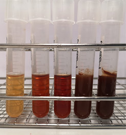 Fungal associates of Ips typographus grown in spruce bark broth. From left to right: pure medium, Cylindrobasidium ipidophilum, Endoconidiophora polonica, Grosmannia penicillata and Ophiostoma bicolor.