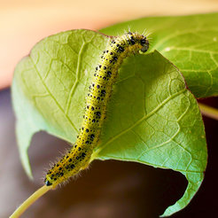 Raupe des Kohlweißlings (Pieris brassicae)