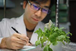 Yu Okamura watches cabbage white butterflies mating.