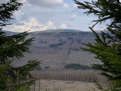 Massive forest damage on and around the Brocken in the Harz mountain range in May 2022.