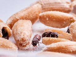 Powderpost beetles (Dinoderus porcellus) on grain