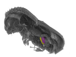 Microcomputed tomography reconstruction of the powderpost beetle Dinoderus porcellus: The two bacterial symbionts are shown in magenta (Shikimatogenerans bostrichidophilus) and yellow (Bostrichicola ureolyticus).