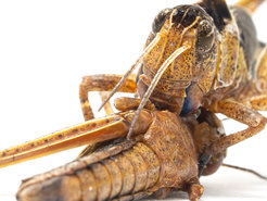 Cannibalistic feeding attack: A migratory locust Locusta migratoria eats a conspecific. Cannibalism is considered one of the main drivers of the devastating swarming behavior of locusts.