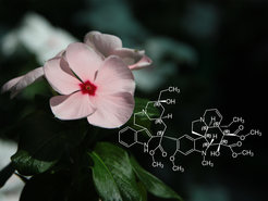 The Madagascar periwinkle (Catharanthus roseus) of the dogbane family produces a number of alkaloids of medicinal interest.
