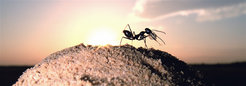 Desert ant of the species Cataglyphis fortis on its nest mound at sunset