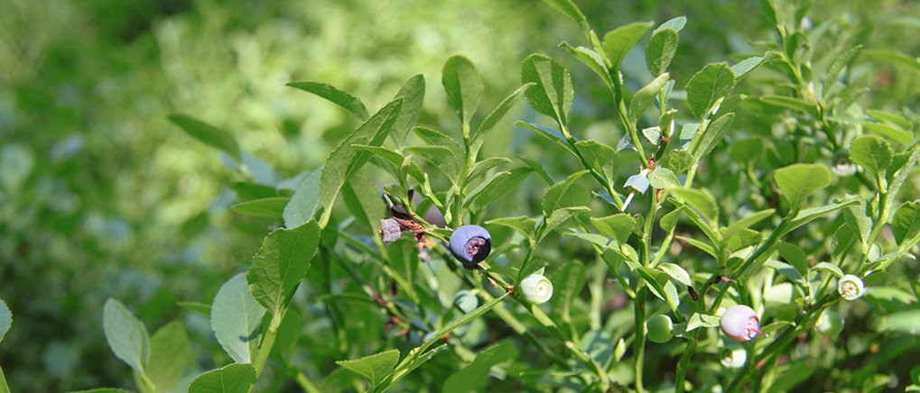 Plant defense under arctic light conditions