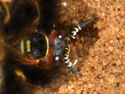 Wechselseitiger Schutz: In der weißen Substanz, die Bienenwolf-Weibchen der Gattung Philanthus über ihre Antennen in die Bruthöhle abgeben, befinden sich symbiotische Bakterien, die zum Schutz des Bienenwolf-Nachwuchses vor Krankheitserregern Antibiotika produzieren. Bienenwolf-Eier schützen sich und ihren Nahrungsvorrat vor mikrobiellen Konkurrenten, indem sie giftiges Stickstoffmonoxid in die Bruthöhle abgeben, das krankheitserregende Keime wirksam tötet. Die Symbionten sind jedoch vor dem giftigen Gas sicher. Dafür sorgen Kohlenwasserstoffe in der weißen Antennendrüsenabsonderung, die einen wirksamen Schutzschirm darstellen. Auf diese Weise bleiben die Symbionten für die Bienenwolf-Larven erhalten: Diese spinnen die Antibiotika produzierenden Bakterien in ihren Kokon ein, damit sie während des Überwinterung vor schädlichen Mikroben geschützt sind.