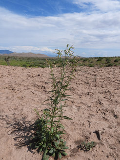 Coyote tobacco Nicotiana attenuata is a plant species native to the Great Basin Desert of the western United States. Natural populations of this wild tobacco contain plants with significant mutations in their defenses against herbivores. These mutants are more susceptible to insect attack but grow faster. They can also compensate for the reduced defenses due to robust genetic networks.