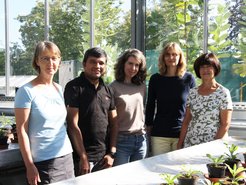 Eva Rothe, Prashant Sonawane, Sarah O'Connor, Maritta Kunert, and Kerstin Ploss in the institute's greenhouse.