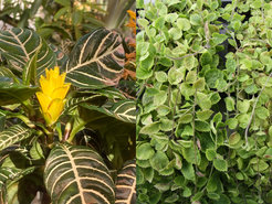 Benzoxazinoide werden in ganz unterschiedlichen Pflanzen, wie der Zebrapflanze Aphelandra squarrosa (links), der Gewöhnlichen Goldnessel Lamium galeobdolon (rechts) und Mais, gebildet. Vergleichende Untersuchungen der Inhaltsstoffe und der exprimierten Gene zeigten nun, wie flexibel der pflanzliche Stoffwechsel ist: Die Bildung der Benzoxazinoide in den drei Arten beruht auf unterschiedlichen Enzymen und hat sich damit unabhängig voneinander entwickelt.