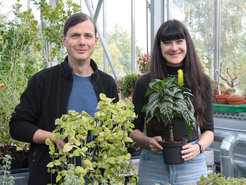Tobias Köllner und Matilde Florean mit ihren Forschungspflanzen, der gewöhnlichen Goldnessel Lamium galeobdolon und der Zebrapflanze Aphelandra squarrosa, im Gewächshaus des Instituts. Sie zeigen in ihrer aktuellen Studie, wie diese beiden Pflanzenarten Benzoxazinoide bilden.