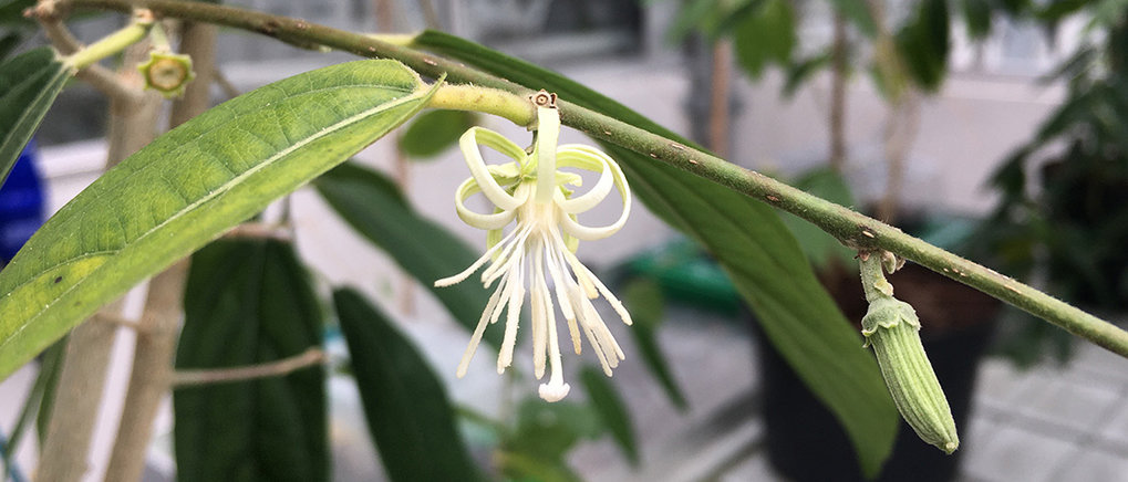 Alangium salviifolium. Photo: Maite Colinas