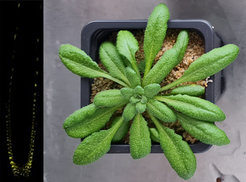 Wurzelspitze von Arabidopsis thaliana, konfokale Lasermikroskopie (links) Ackerschmalwand Arabidopsis thaliana (rechts)