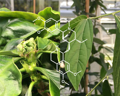 Carapichea ipecacuanha (links), Emetin (Mitte) Alangium salviifolium (rechts).