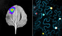 Luziferase-Assay (links), laserkonfokale Mikroskopie von fluoreszierenden Proteinen (rechts), beide in Nicotiana benthamiana
