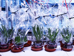Collection of odors from ribwort plantain plants being eaten by caterpillars. Plastic roasting bags are used to wrap the plants.