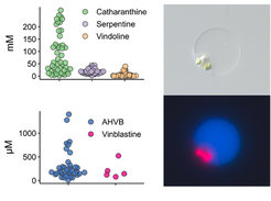 Catharanthus roseus idioblast cell under transmitted and UV light