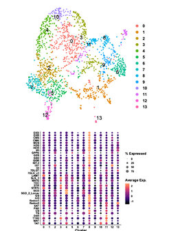 UMAP and expression data from single-cell RNA sequencing of Catharanthus roseus leaves