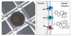 Injection of an Xenopus leavis oocyte