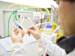 Nanji Jiang takes flies for the experiments. They had previously been exposed to ozone, which had been introduced into the tube through the blue diffuser.