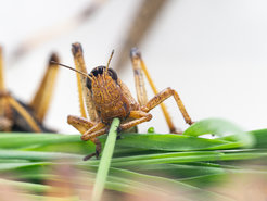 Europäische Wanderheuschrecke (Locusta migratoria) beim Fressen: Wissenschaftlerinnen und Wissenschaftler am Max-Planck-Institut für chemische Ökologie wollen verstehen, wie sich die Wahrnehmung von Düften auf das gefährliche Schwarmverhalten der Tiere auswirkt, und untersuchten jetzt die Geruchskodierung im Heuschreckengehirn.