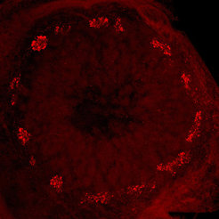The fluorescence microscopic cross-sectional image of the antennal lobe using mCherry immunostaining shows the ring-shaped glomerular arrangement in the outer region of the antennal lobe of a migratory locust.