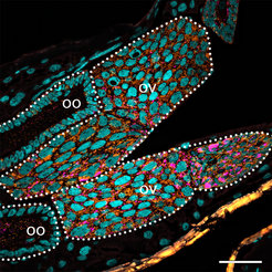Symbiodolus-Bakterien im Reproduktions-Gewebe (ov = ovariole/Eiröhre, oo = oocyte/Eizelle) des Blauen Getreidehähnchen Oulema gallaeciana, einer Blattkäferart. Sie sind gelblich-orange gefärbt, die Zellkerne des Wirtes im Vergleich dazu blau. Während Symbio- im Namen des neu entdeckten Symbionten auf eine partnerschaftliche Beziehung hinweist, steht -dolus für die betrügerische Art und Weise, wie sich das Bakterium in den Wirt einschleicht. Pate stand die griechisch-römische Gottheit „Dolus“ als Personifikation von Täuschung und Betrug. Der Artname clandestinus bedeutet „heimlich“ oder „versteckt“. Der Name bezieht sich auf die Fähigkeit des Symbionten, in das Gewebe des Wirtes einzudringen und vor dessen Immunsystem verborgen zu bleiben. Er weist aber auch darauf hin, dass sich der Symbiont lange Zeit der wissenschaftlichen Erforschung entzogen hat. Fluoreszenz-in-situ-Hybridisierung.