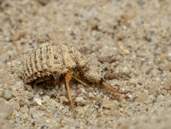 Ein Ameisenlöwe (Euroleon nostras) wartet in seinem Sandtrichter auf Beuteinsekten.
