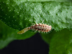 Eine grüne Florfliegenlarve (Chrysoperla carnea) greift eine kleine Raupe an.