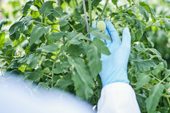 The main subject of the study tomato (Solanum lycopersicum) produces a variety of defensive, nitrogen-containing steroidal glycolkaloids.