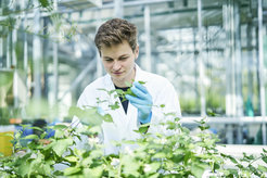 Dagny Grzech mit Pflanzen des Schwarzen Nachtschattens, die als Plattform für die Entwicklung der Produktion steroidaler Glykoalkaloide dienen.