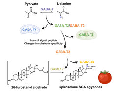 Graphical summary of how GAME12 is hijacked from a basic plant metabolism to control the production of steroidal glycoalkaloids in tomato.