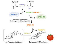 Grafische Zusammenfassung, wie GAME12 aus einem grundlegenden Pflanzenstoffwechsel „gekapert“ wird, um die Produktion von steroidalen Glykoalkaloiden in der Tomate zu steuern.