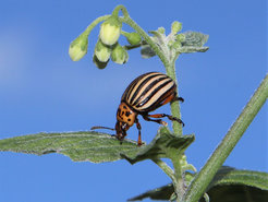 Colorado-Kartoffelkäfer Leptinotarsa decemlineata auf Schwarzem Nachtschatten (Solanum nigrum). Fütterungsversuche mit Schwarzem Nachtschatten, dem GAME15 fehlte, und Wildtyp-Pflanzen von Solanum nigrum deckten die Rolle von Steroid-Saponinen bei der chemischen Verteidigung der Blätter auf.