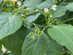 Schwarzer Nachtschatten (Solanum nigrum): Die mit Kartoffel und Tomate verwandte Wildpflanze bildet in verschiedenen Geweben unterschiedliche Steroidmoleküle. Während in den Blättern steroidale Saponine gebildet werden, entstehen in den Beeren steroidale Glykoalkaloide. Das Protein GAME15 interagiert mit anderen an der Biosynthese beteiligten Enzymen, um sowohl Saponine als auch steroidale Glykoalkaloide zu produzieren.