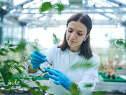 Marianna Boccia untersucht Solanum nigrum-Pflanzen im Gewächshaus.
