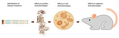 Identification of relevant mutations, effects on protein-level phenotypes, on cell-level phenotypes, and on organism-level phenotypes