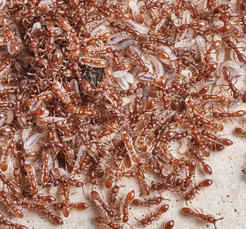 Clonal raider ants (Ooceraea biroi)